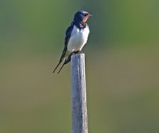 1076 Låvesvale, Barn Swallow (Hirudo rustica)  F