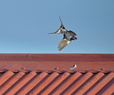 1083  Låvsvale, Barn swallow Flaps in action F