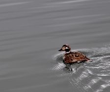 1508.Havelle Long-tailed duck (Clangula hyemalis) F