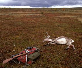 278 Hunting for Wild reindeer Ringebu F