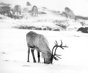 452 2 Wild reindeer, female searching for food, May F