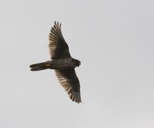 6130 Jaktfalk,   Gyro falcon (Falco rusticolus) F