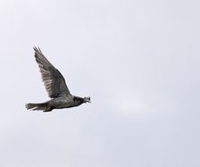 6186 Jaktfalk (Gyro Falcon (Falco rusticolus) F_