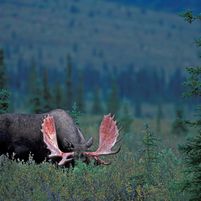 Moose2 , Denali nationalpark, Kanada F